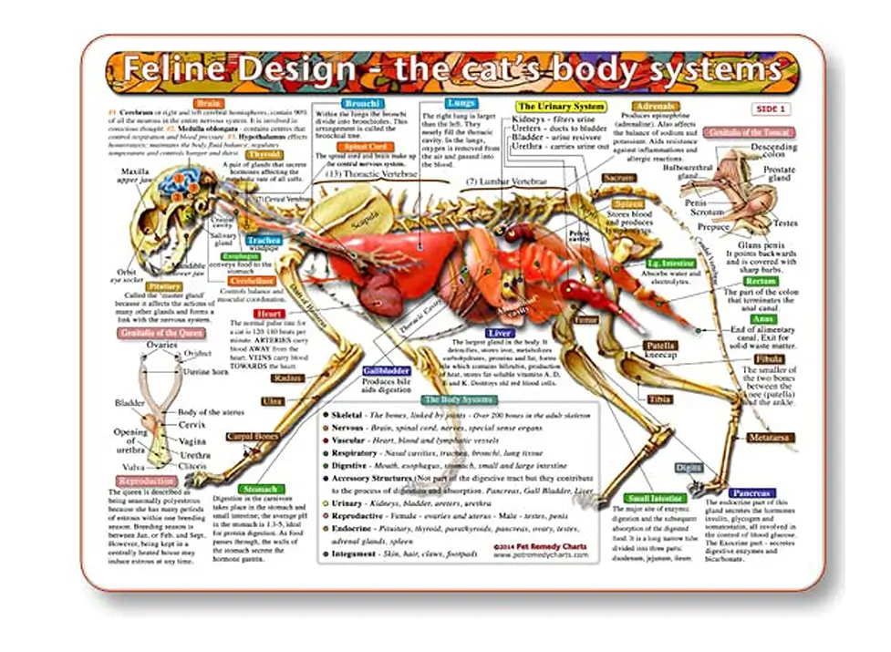 Affiche d'Anatomie